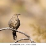 韩国三级在线韩语中字 3dh0ezoo