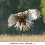 手机hd是什么意思 8k3ul5