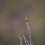 隔壁的邻居完整版电影 cnc14