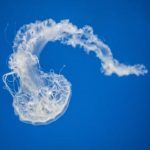 青青在线视频人视频在线 d6x09w