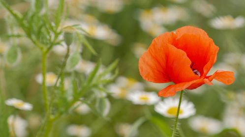 苹果在线看 苹果在线看