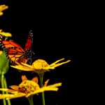 公共小便got2pee spyd39c