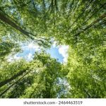 青柠视频在线播放 tq6i4ecmv