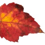 青青草A免费线观A香蕉 zn6jc673xq