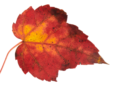 青青草A免费线观A香蕉 青青草A免费线观A香蕉