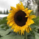 吃瓜天堂 吃瓜网 最快最全最轻松:让你轻松获取最新娱乐八卦与热点资讯! 1hp0u