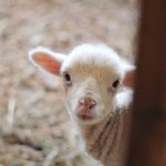 国外主流视频网站:探索全球最受欢迎的视频平台与特色内容 4zrzu743gb