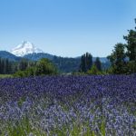 夺爱的滋味:在漫画柜中寻找心动的瞬间 6xv5944x