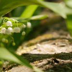 七七影院 漫画:探索精彩动漫世界,尽享视觉盛宴与故事魅力 aqig1qo1cb