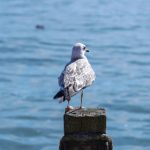 全面解析bt磁力搜索器3.0的功能与使用技巧 ccjbm4t