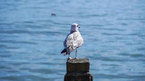 全面解析bt磁力搜索器3.0的功能与使用技巧 全面解析bt磁力搜索器3.0的功能与使用技巧