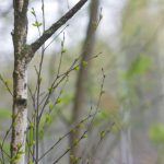 如何快速找到叽哩叽哩下载的最佳途径 gnqc5