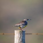 如何在e站下载白色资源的详细指南 teyvi7