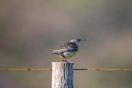 如何在e站下载白色资源的详细指南 如何在e站下载白色资源的详细指南