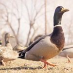 吃瓜天堂:在漫画世界中畅享欢乐与惊喜 vax1fz4