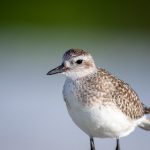 小黄鸭熬夜神器:让你轻松应对夜晚工作压力 wlu761s3