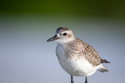 小黄鸭熬夜神器:让你轻松应对夜晚工作压力 小黄鸭熬夜神器:让你轻松应对夜晚工作压力