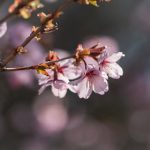 夸克网盘前缀格式是什么:详细解析及使用技巧分享 yfkpdn