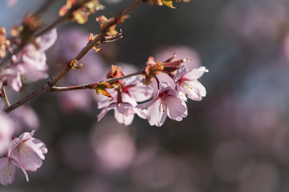 夸克网盘前缀格式是什么:详细解析及使用技巧分享 夸克网盘前缀格式是什么:详细解析及使用技巧分享