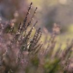 探索picacg哔咔官网版:最新功能与使用指南 5a04sw