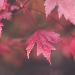 探索微密猫与鱼神的奇妙世界:奇幻冒险之旅 6bdfh0r