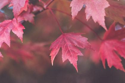 探索微密猫与鱼神的奇妙世界:奇幻冒险之旅 探索微密猫与鱼神的奇妙世界:奇幻冒险之旅