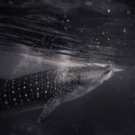 探索优质学习网站,免费获取丰富学习资源 fadbo3smzu