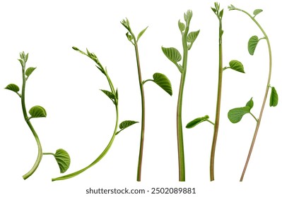 探索磁力引擎的原理与应用前景 探索磁力引擎的原理与应用前景